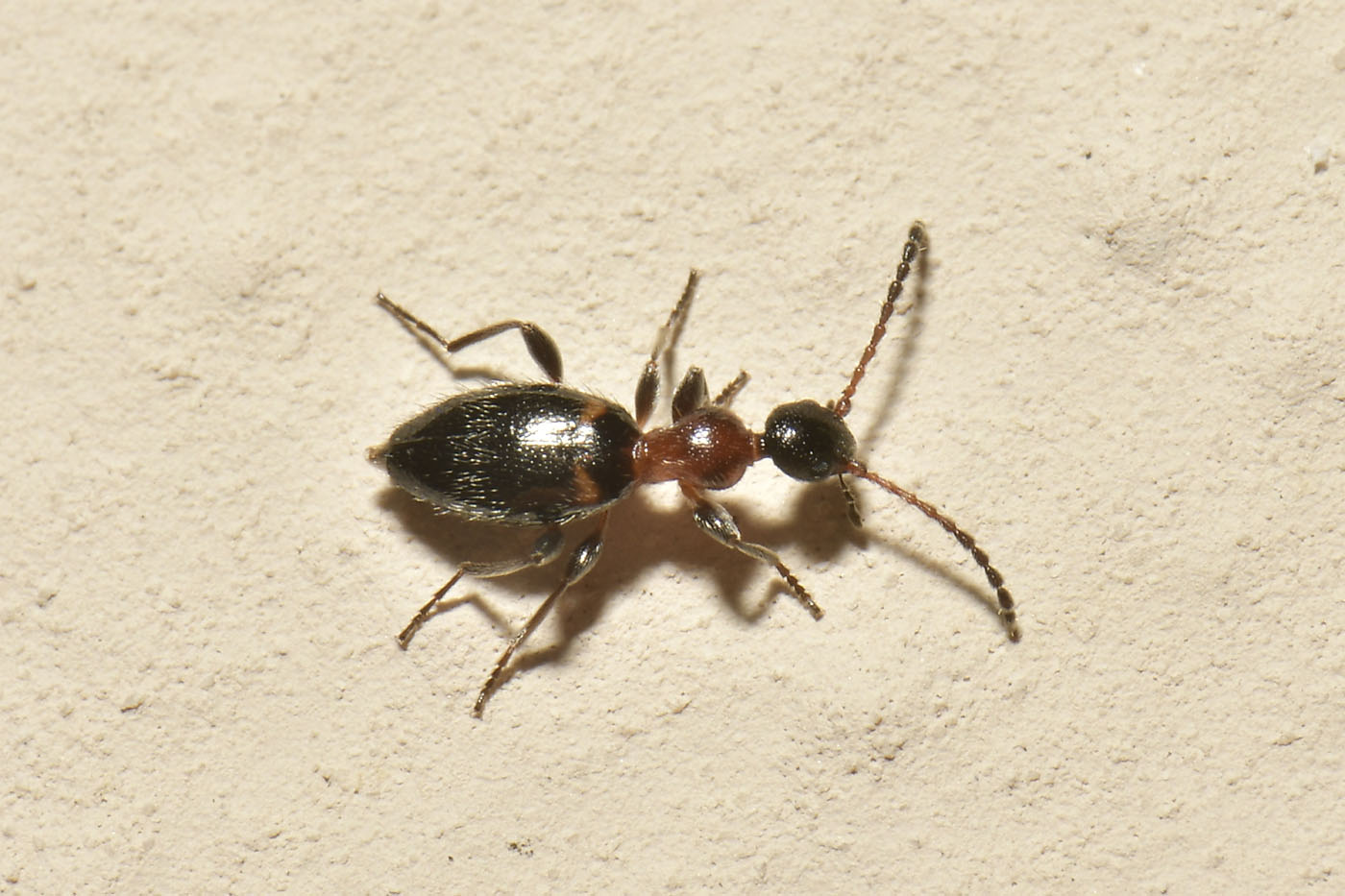 Anthicidae: Anthelephila pedestris?  S